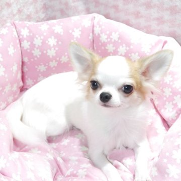 チワワ(ロング)【愛知県・男の子・2025年1月28日・ホワイト&フォーン】の写真「小ぶり予想。お顔の可愛い子です!」