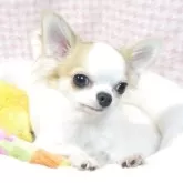 チワワ(ロング)