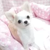 チワワ(ロング)