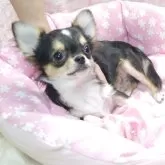 チワワ(ロング)