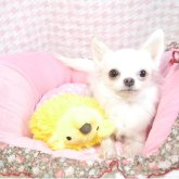 チワワ(ロング)