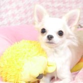 チワワ(ロング)