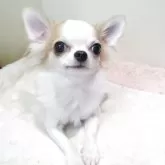 チワワ(ロング)