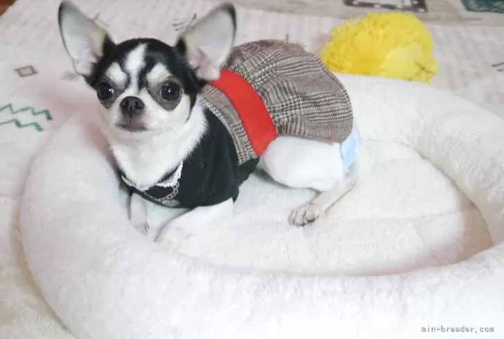 チワワ(スムース)【愛知県・女の子・2023年6月20日・ホワイト&amp;ブラックタン】の写真1「2025/11/16」