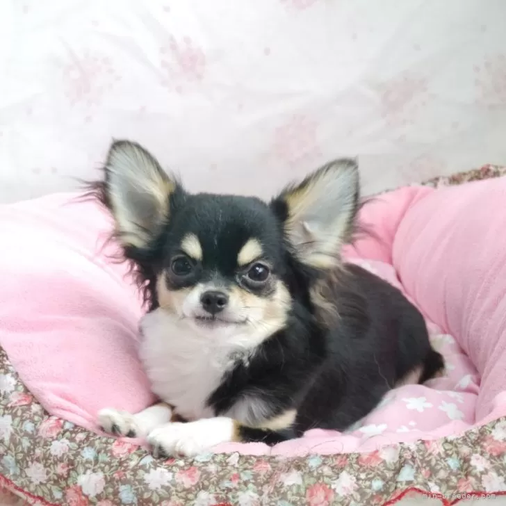 ID：2309-06849の子犬
