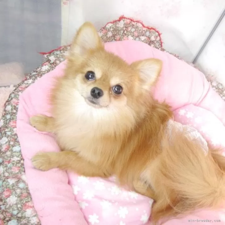 Y.N 様のお迎えした子犬