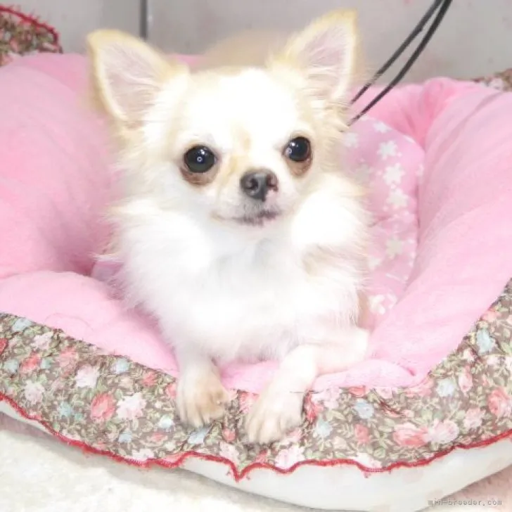 ID:2205-02222の子犬