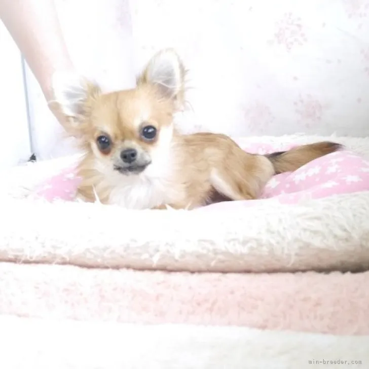 T.M 様のお迎えした子犬