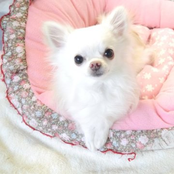 チワワ(ロング)【愛知県・男の子・2022年7月30日・クリーム&ホワイト】の写真「1.8㎏小さい。優しい性格♪大きく開いた耳が可愛い」