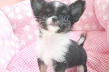 チワワ(ロング)【愛知県・男の子・2021年12月8日・ブラックタン&ホワイト】の写真「可愛い男の子💖父チャンピオン✨」