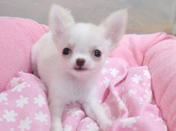 チワワ(ロング)【愛知県・女の子・2021年3月11日・クリーム&ホワイト】の写真「クリクリ頭で小ぶりな子♪父チャンピオン✨。」