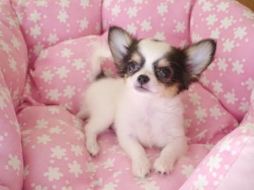 チワワ(ロング)【愛知県・女の子・2019年7月15日・ホワイト&ブラックタン】の写真「チワワらしいお顔の可愛い小さな女の子♫」