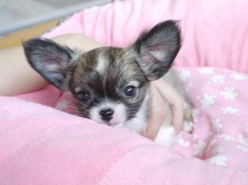 チワワ(ロング)【愛知県・女の子・2020年9月26日・フォーン&ホワイト】の写真「小ぶりで可愛い子♪」