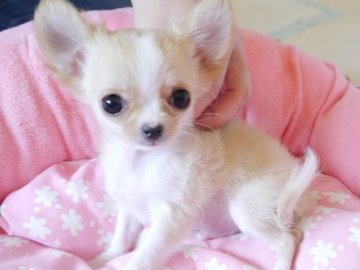 チワワ(ロング)【愛知県・男の子・2019年11月8日・クリーム&ホワイト】の写真「生後3ヶ月で720gの小さな男の子、大きな目!」