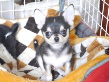 チワワ(スムース)【愛知県・男の子・2020年12月23日・ブラックタン&ホワイト】の写真「動画2/27。端正なお顔の男の子です🤗小ぶり予想」
