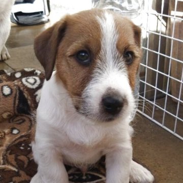 ジャックラッセルテリア【神奈川県・男の子・2025年9月22日・ホワイト&タン】の写真「ムチムチボディがチャームポイントです」