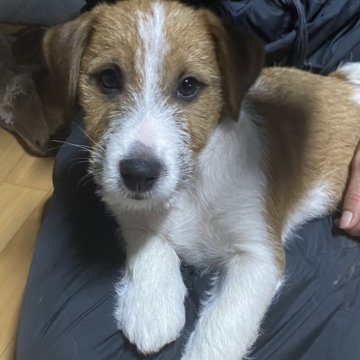 ジャックラッセルテリア【神奈川県・男の子・2025年9月22日・ホワイト&タン】の写真「ムチムチボディがチャームポイントです」