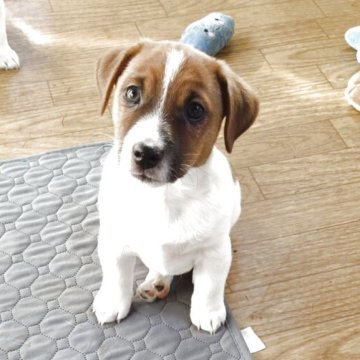 ジャックラッセルテリア【神奈川県・男の子・2025年9月22日・ホワイト&タン】の写真「抱っこが大好きな甘えん坊くんです♪」