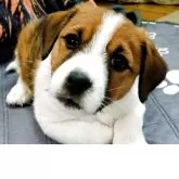 ジャックラッセルテリア【神奈川県・男の子・2025年9月22日・ホワイト&タン】の写真1「兄妹より大きめの男の子です！得意技はたいあたりです！」