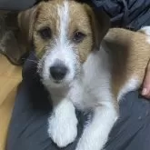 ジャックラッセルテリア