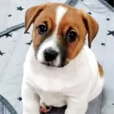 ジャックラッセルテリア