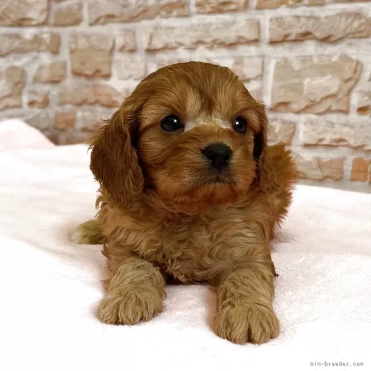 R.M 様のお迎えした子犬