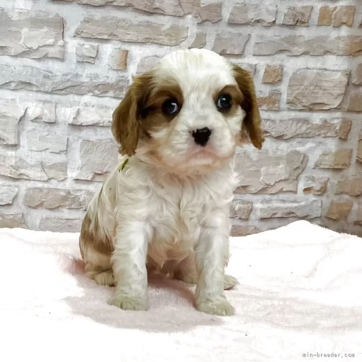 Y.S 様のお迎えした子犬