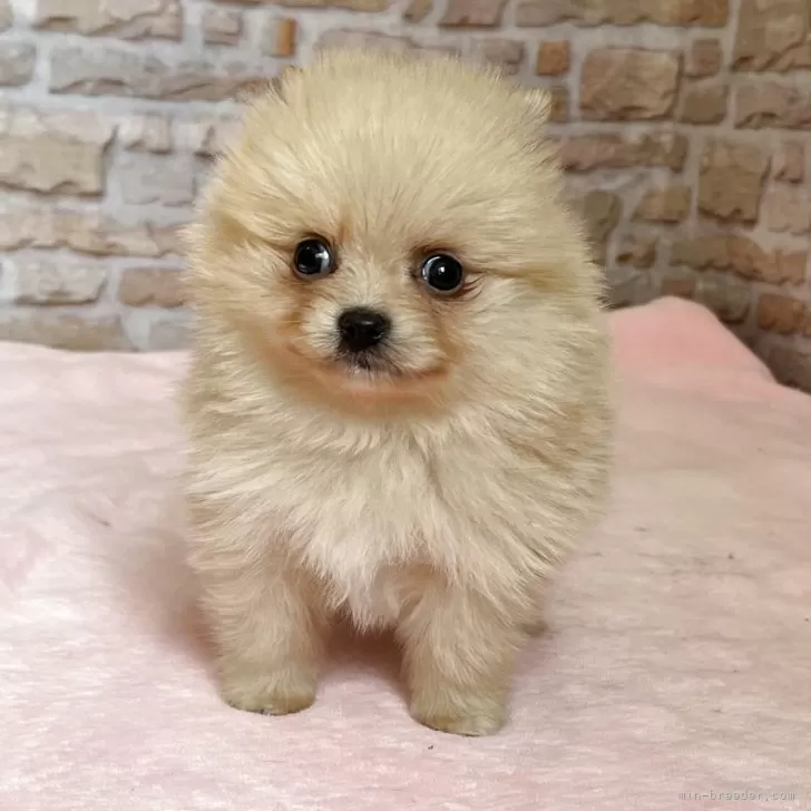麦ママ 様のお迎えした子犬