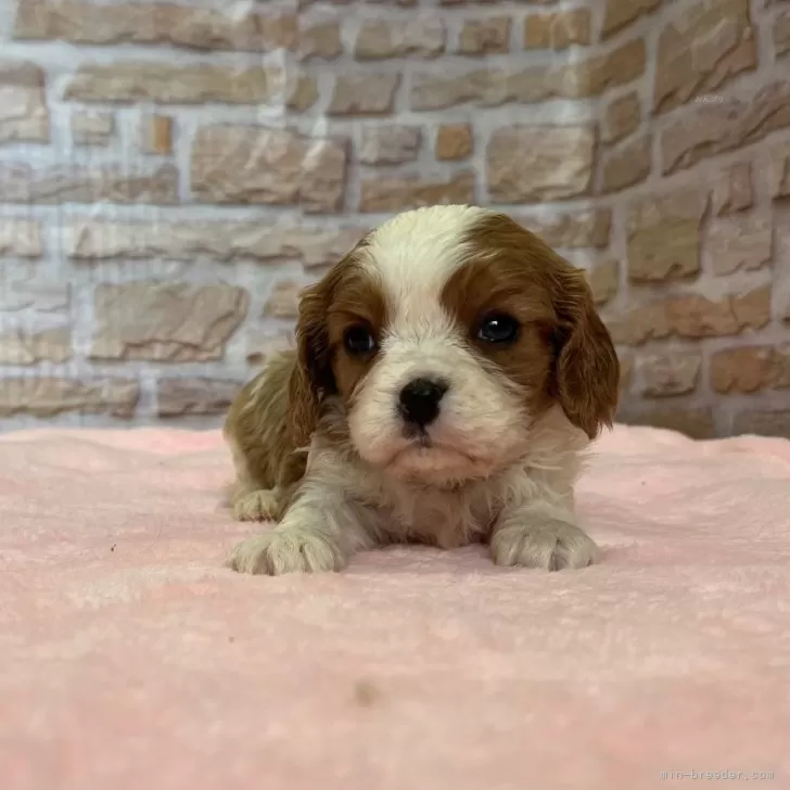 ID：2501-01755の子犬