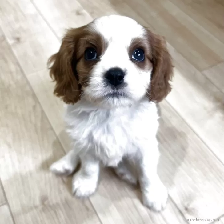 ID：2505-06688の子犬