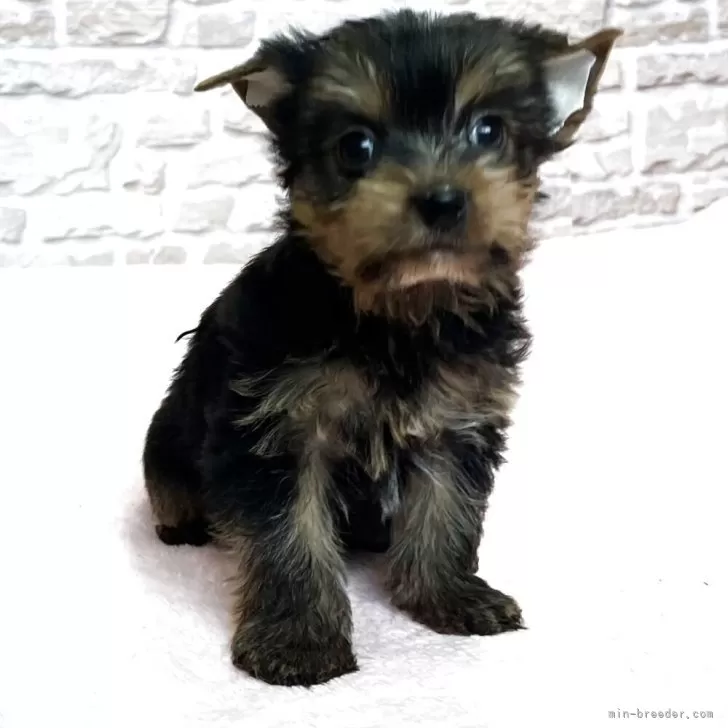 ID:2505-02698の子犬