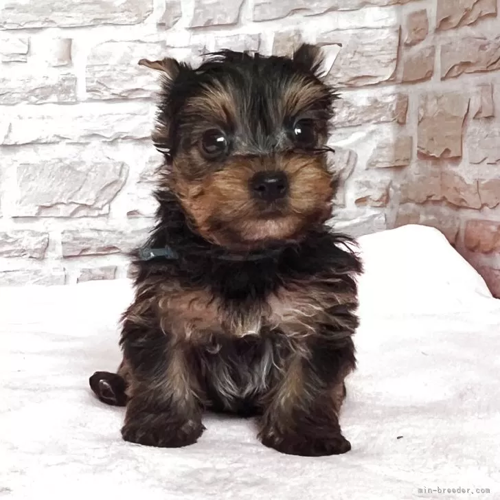 pisu57572203 様のお迎えした子犬