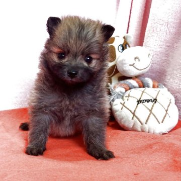 ポメラニアン【鹿児島県・男の子・2025年6月8日・オレンジ】の写真「小さい男の子❣️」