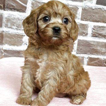 キャバプー(トイプードル×キャバリア)【鹿児島県・女の子・2025年10月23日・レッド】の写真「可愛い優しい女の子❣️」