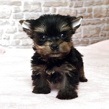 ヨークシャーテリア【鹿児島県・男の子・2025年3月2日・スチールブルー&タン】の写真「とっても小さいおチビちゃん❣️」