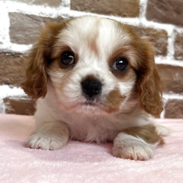 キャバリア【鹿児島県・女の子・2025年10月22日・ブレンハイム】の写真「好奇心旺盛な元気な女の子❣️」