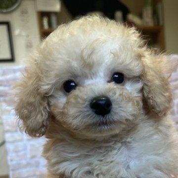 トイプードル(トイ)【鹿児島県・男の子・2024年12月4日・クリーム】の写真「オーナー様きまりました🐶」