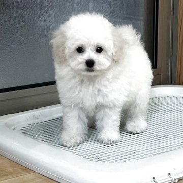 トイプードル(トイ)【鹿児島県・女の子・2025年6月21日・ホワイト】の写真「健康診断全てクリア❣️すぐにお迎えできます💕」