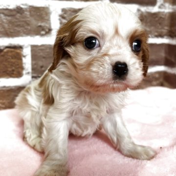 キャバリア【鹿児島県・男の子・2025年10月22日・ブレンハイム】の写真「白が多めでちいさな男の子❣️」