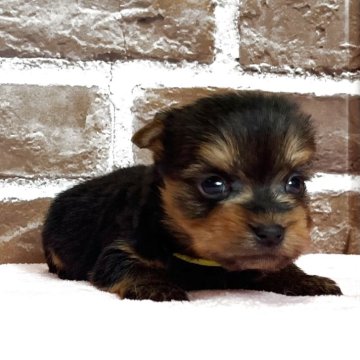 ヨークシャーテリア【鹿児島県・男の子・2025年11月7日・スチールブルー&タン】の写真「可愛い男の子❣️」