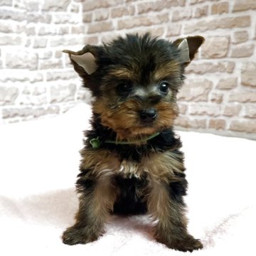 ヨークシャーテリア【鹿児島県・女の子・2025年4月3日・スチールブルー&タン】の写真「近日中に掲載終了予定❣️お早めにお問い合わせ下さい」