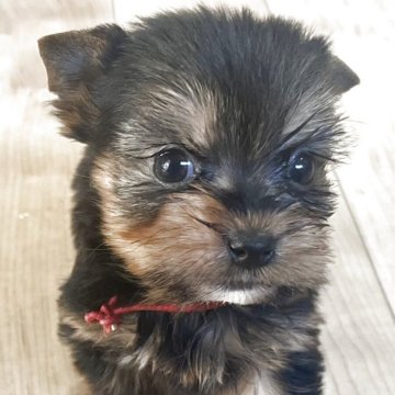 ヨークシャーテリア【鹿児島県・女の子・2025年11月7日・スチールブルー&タン】の写真「甘えん坊の女の子❣️」