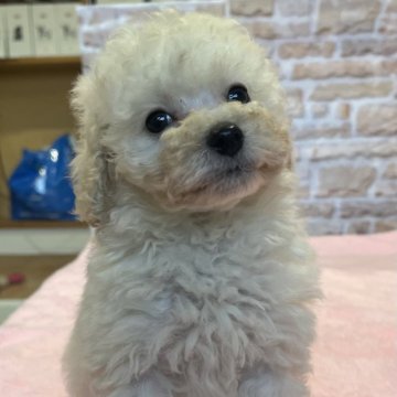 トイプードル(トイ)【鹿児島県・男の子・2024年12月4日・ホワイト】の写真「近日中に掲載終了予定❣️トイレもバッチリ👌」