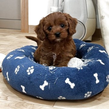 キャバプー(トイプードル×キャバリア)【鹿児島県・女の子・2025年9月12日・レッド】の写真「ご家族様決まりました🙇‍♀️ありがとうございます」