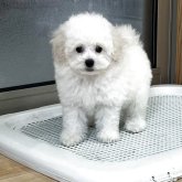トイプードル(トイ)