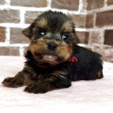 ヨークシャーテリア