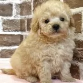 トイプードル(トイ)