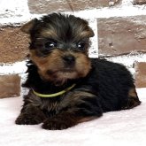 ヨークシャーテリア