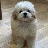 トイプードル(トイ)