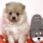 ポメラニアン【鹿児島県・女の子・2025年6月7日・クリーム】の写真3